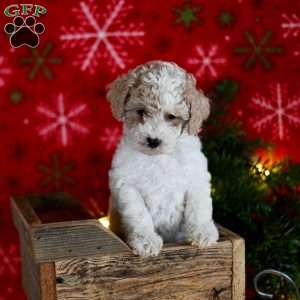 Tina, Miniature Poodle Puppy